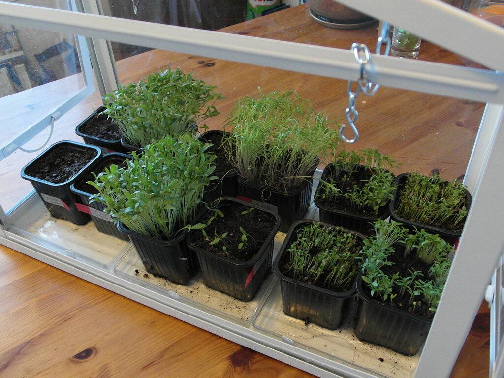 Укроп на подоконнике: выращивание из семян. фенхель в дома.
