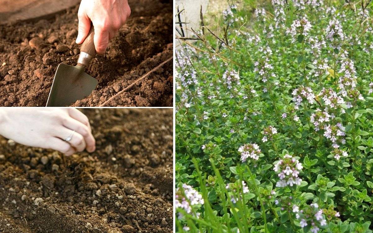 Садовая мята: виды мят, особенности выращивания, секреты дачников