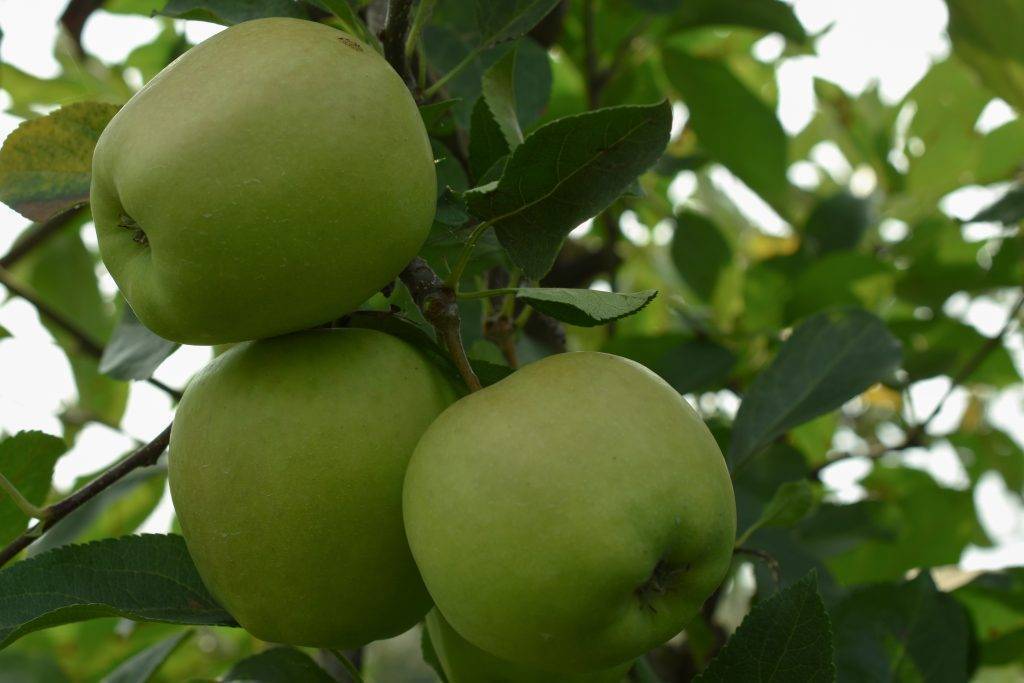 Яблоки семеренко: описание сорта и характеристики, правила посадки и ухода яблоки семеренко