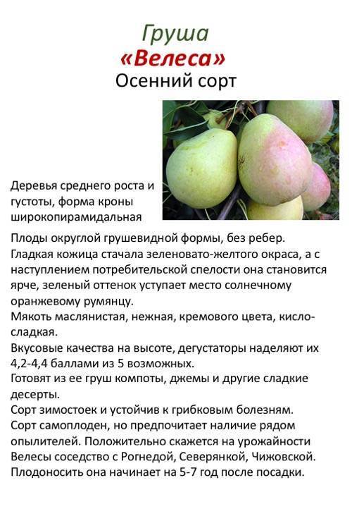 Описание сорта белорусская поздняя груша: фото