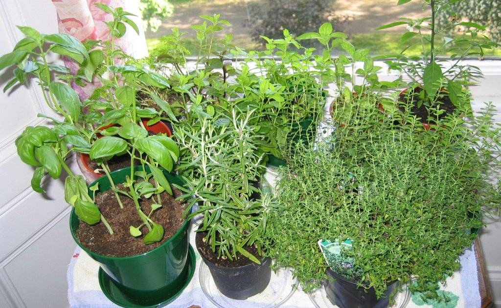 Как вырастить тимьян на подоконнике из семян и черенков