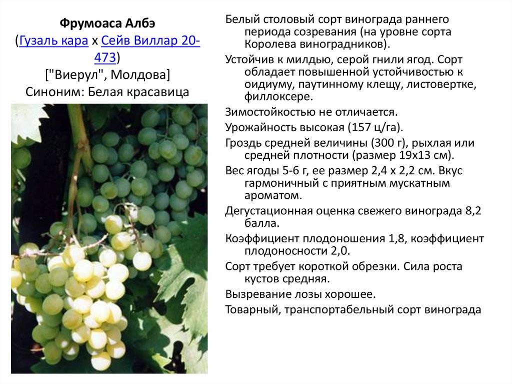 Виноград ландыш. описание. характеристика. фото. отзывы