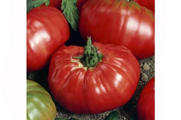 Томат "бугай f1": характеристика и описание сорта помидор с фото, отзывы об урожайности, бугай красный и розовый