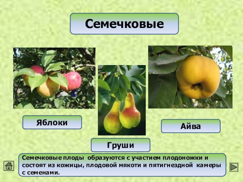 Почему яблоня сбрасывает плоды до их созревания: причины и что делать | сортовед