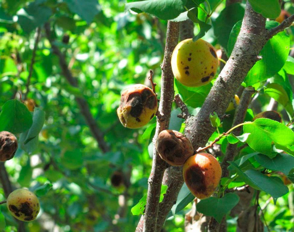 Камедетечение плодовых деревьев: лечение и меры профилактики