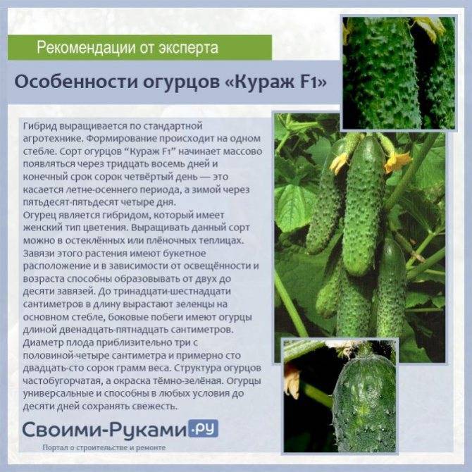 Огурец бьерн f1: описание и характеристика сорта, уход и урожайность с фото