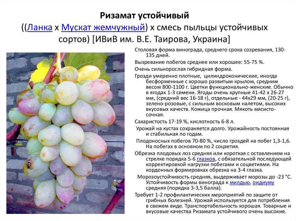Сорт винограда красностоп золотовский или анапский: описание, фото, история и вина