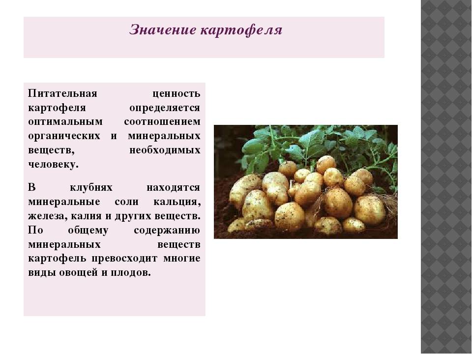 Сорта картофеля: описания сортов с фото, отзывы