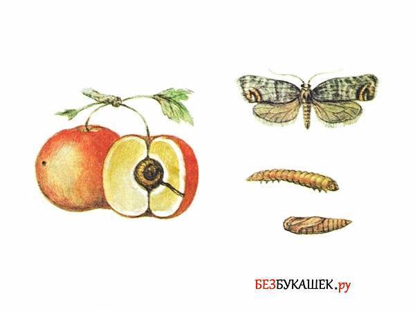 Народные средства от плодожорки на яблонях | защита от яблоневой плодожорки