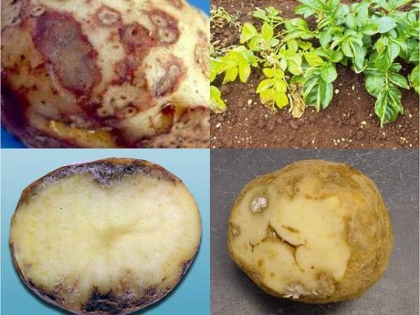 Насекомые-вредители и болезни картофеля: фото, описание, защита и лечение эффективными методами