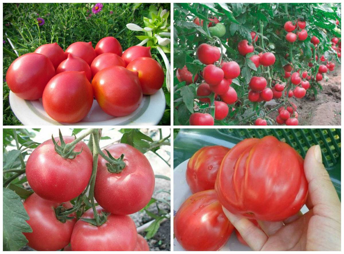 Холодостойкие сорта томатов для открытого грунта для краснодарского края кистевые, розовые, самые сладкие помидоры