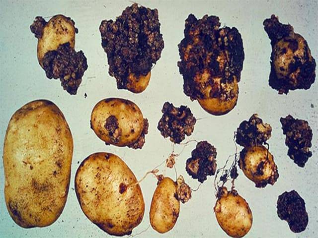 Ризоктониоз картофеля: фото, описание и лечение заболевания