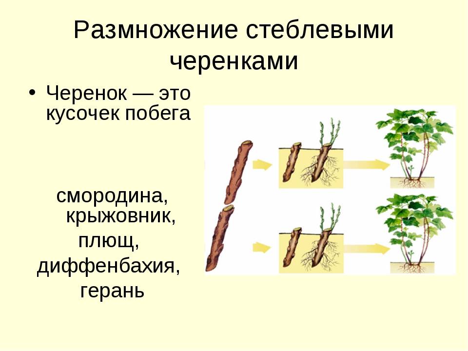Алыча: уход и выращивание, как сажать и чем подкормить в открытом грунте, какую почву любит