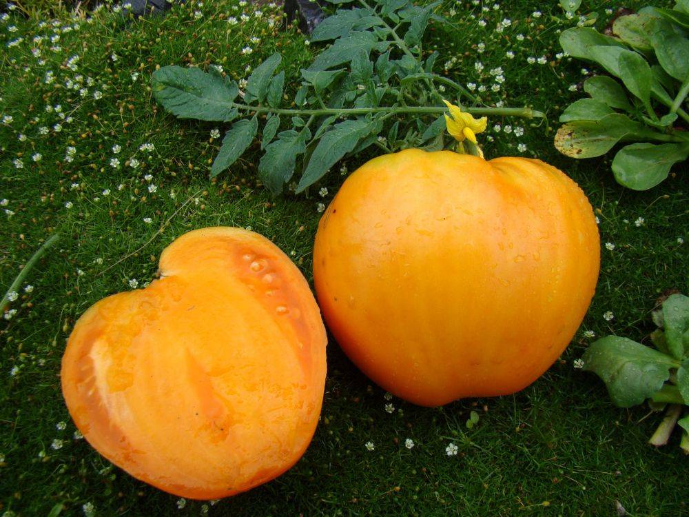 Желтые сорта помидор: фото с описанием самых вкусных и урожайных томатов, низкорослые и сливовидные гибриды