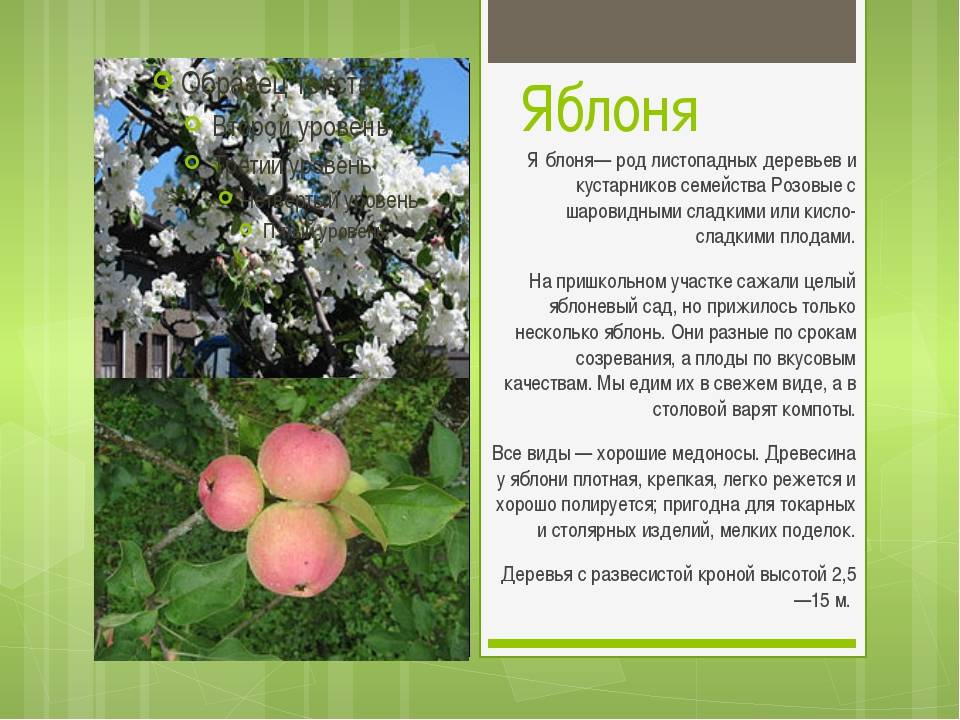 Яблоня медуница: фото и описание сорта