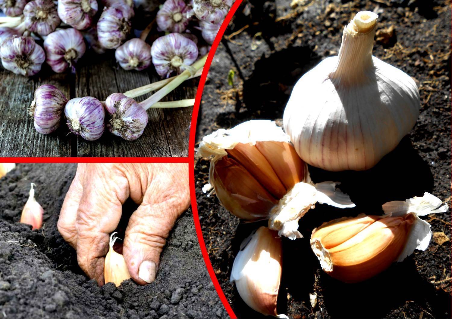 Как сажать чеснок; скумекай сам — как сажать семейный чеснок дольками или луковицей — про огород