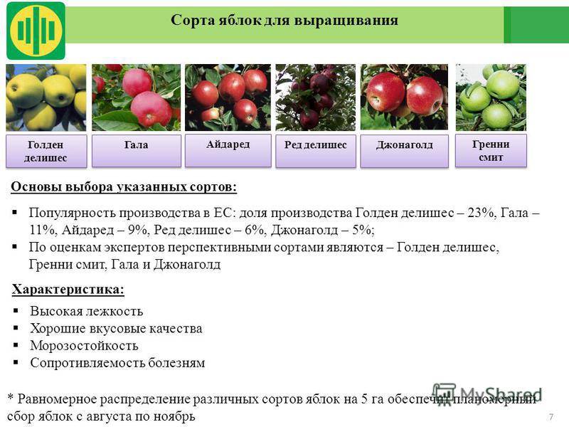 Описание и характеристики сорта яблонь спартак, особенности посадки и выращивания