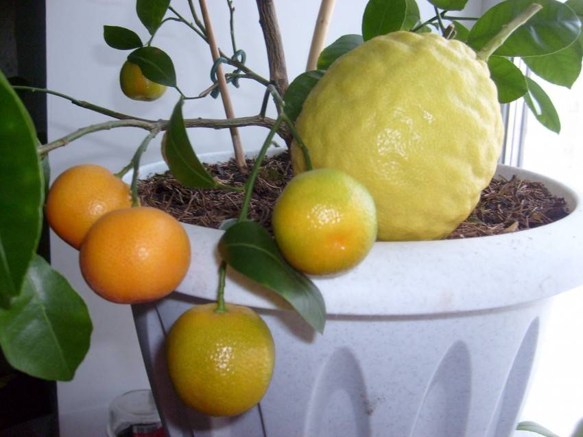 Будет ли плодоносить лимон, выращенный из косточки, без прививки
