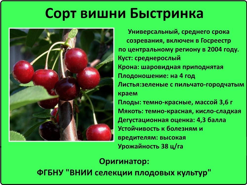 Описание лучших сортов вишни для выращивания в Ленинградской области