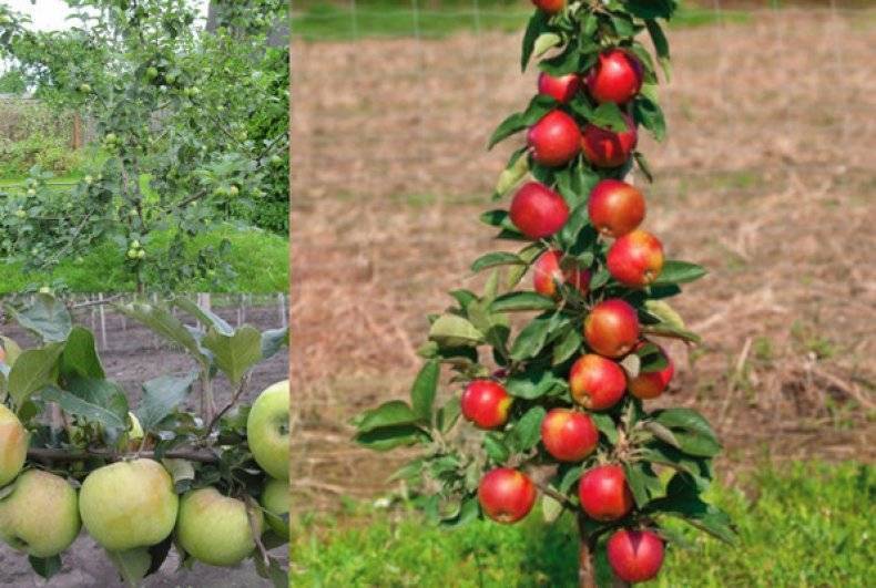 Карликовые яблони в моём саду — сорта и особенности выращивания. фото — ботаничка