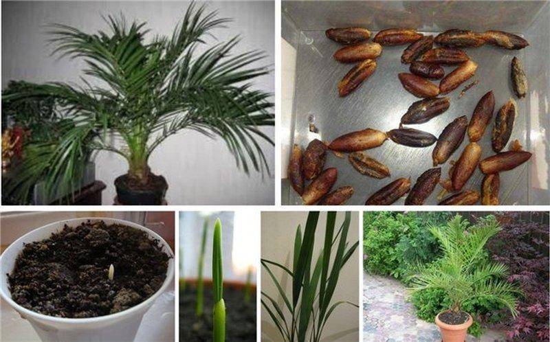 Финиковая пальма из косточки в домашних условиях – как вырастить и ухаживать?