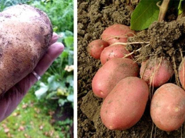 Почему не цветет картофель – причина: какой сорт, когда и как зацветает после посадки (фото)