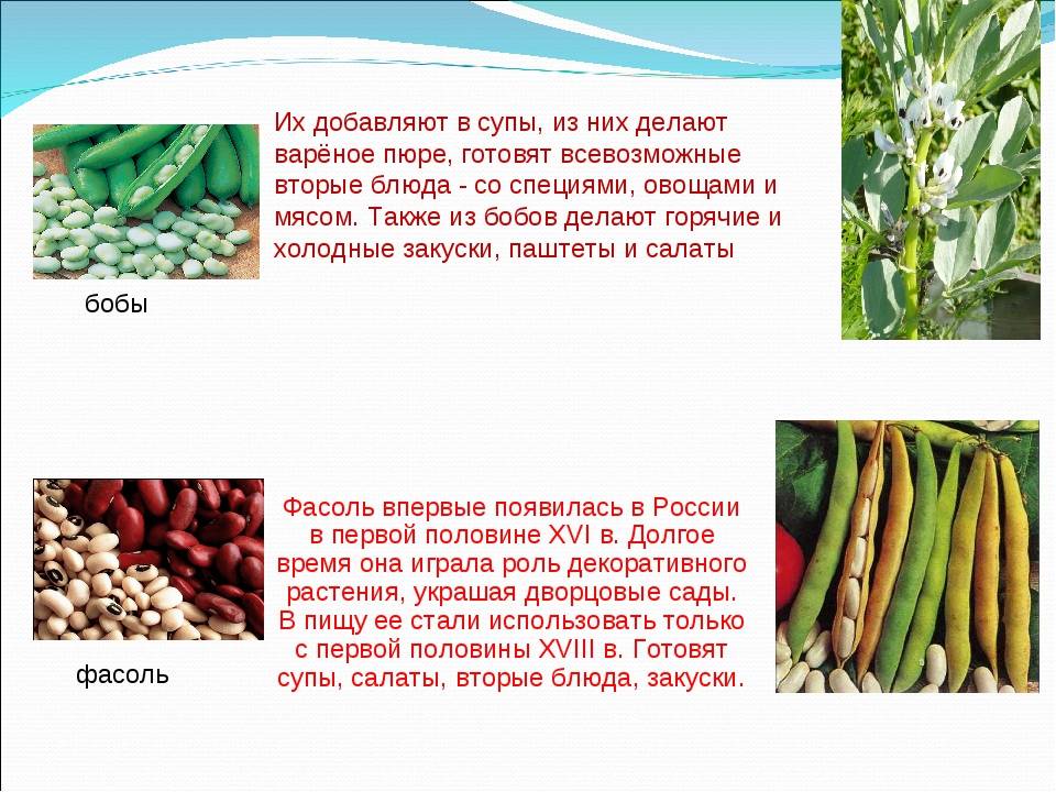Фасоль лима: описание и характеристика сорта, выращивание с фото