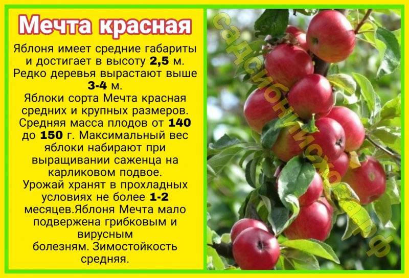 Яблоня макинтош: описание сорта, фото, отзывы