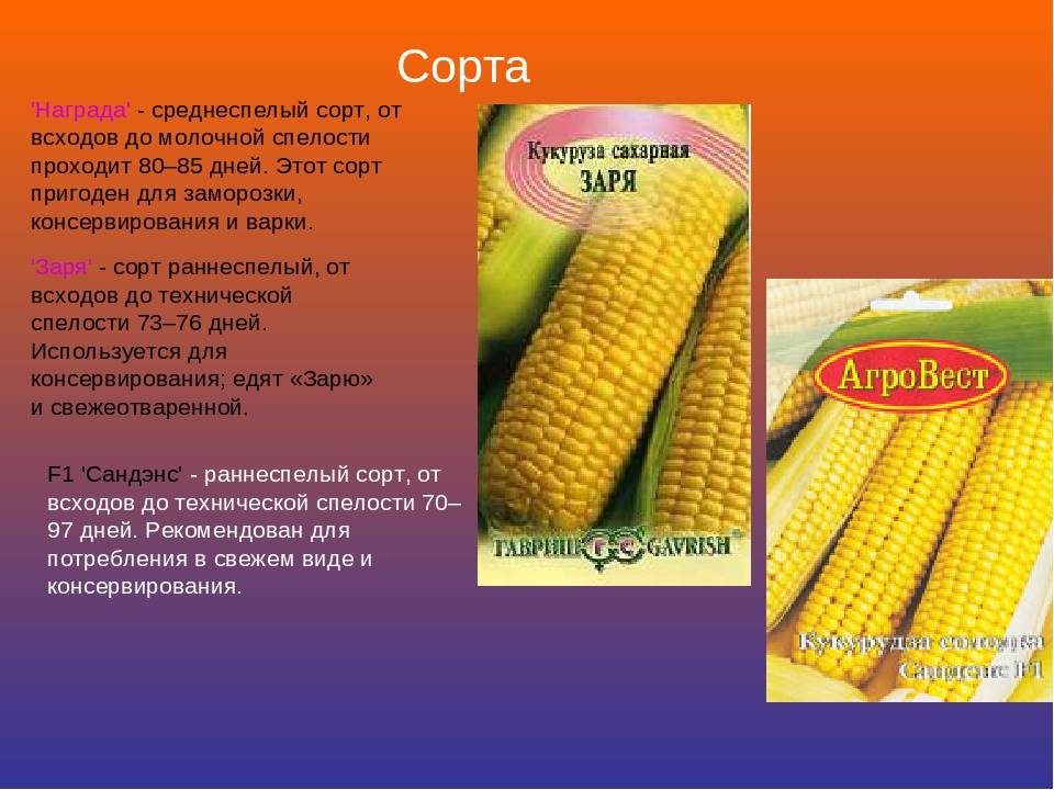 Сорта кукурузы – что посеять и на что можно рассчитывать при этом