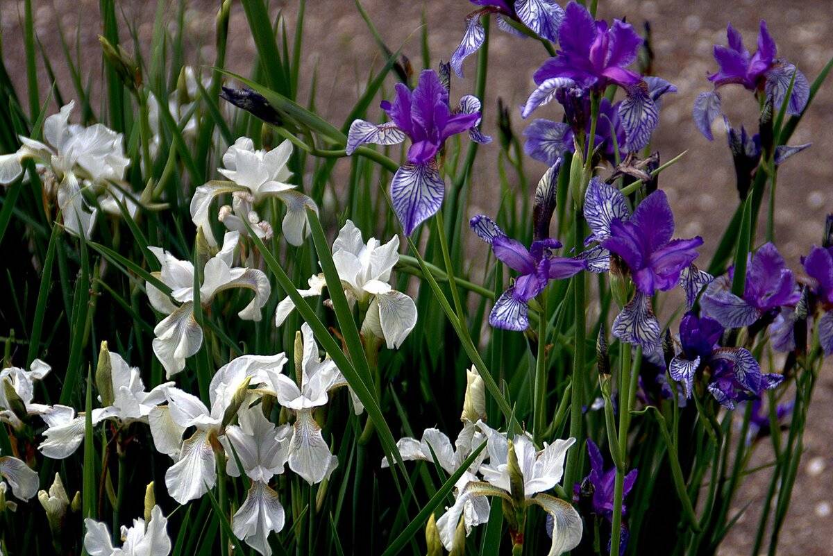 Сибирский ирис (iris sibirica): описание, фото, лучшие сорта, применение цветка в ландшафтном дизайне + посадка и уход