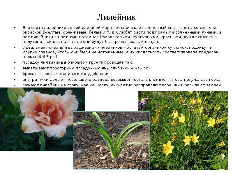 Нарциссы: описание, посадка и уход в открытом грунте, пересадка, размножение, когда выкапывать и что делать после цветения (55+ фото & видео) +отзывы