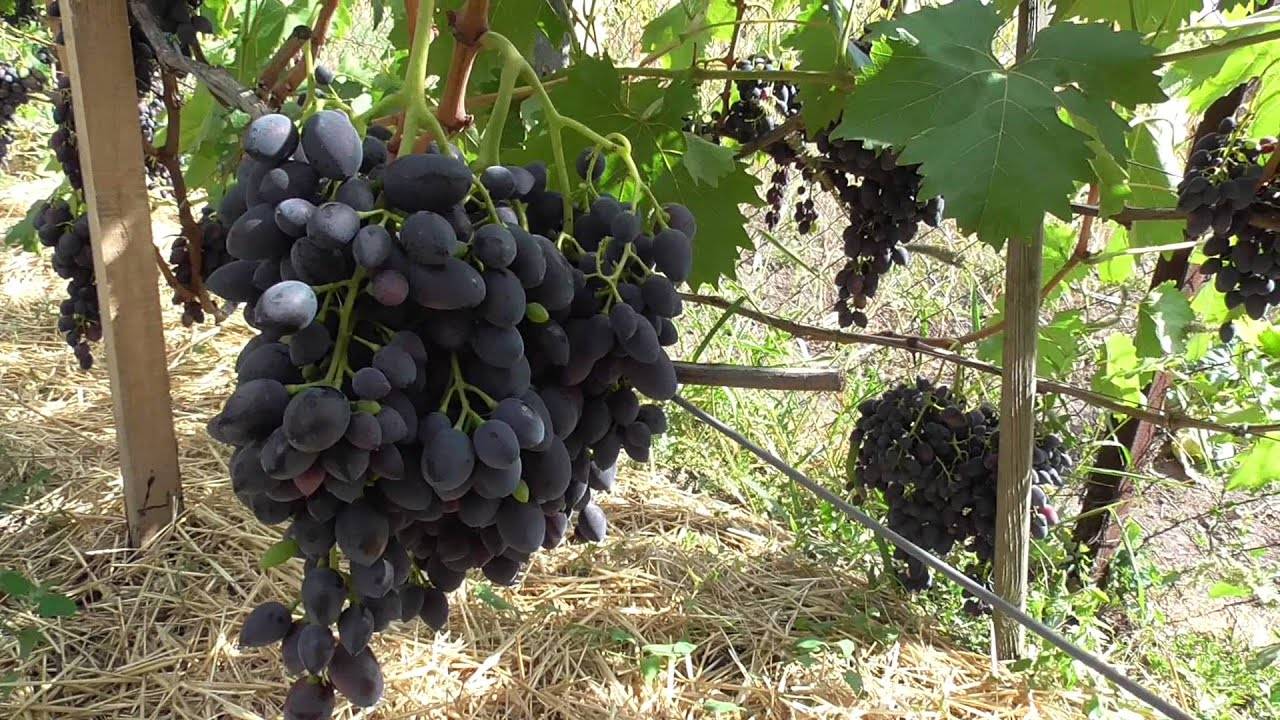 Виноград ромбик - описание сорта, фото, отзывы