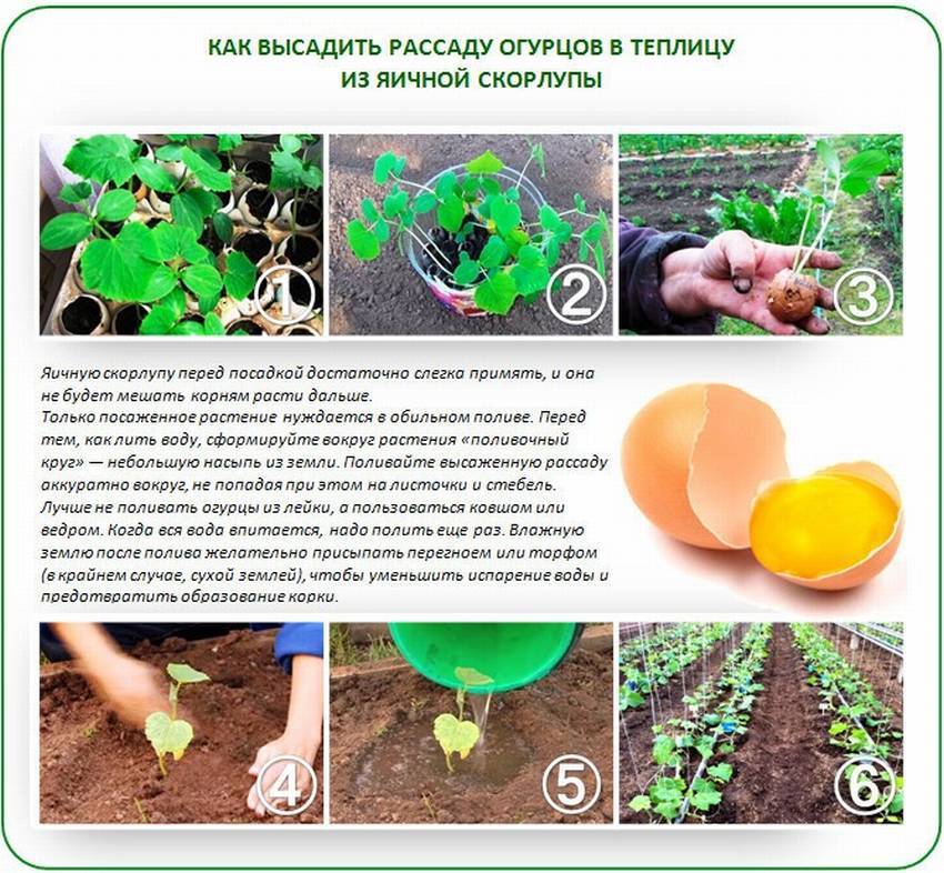 Огурцы: посадка и уход, как вырастить из семян в открытом грунте, фото