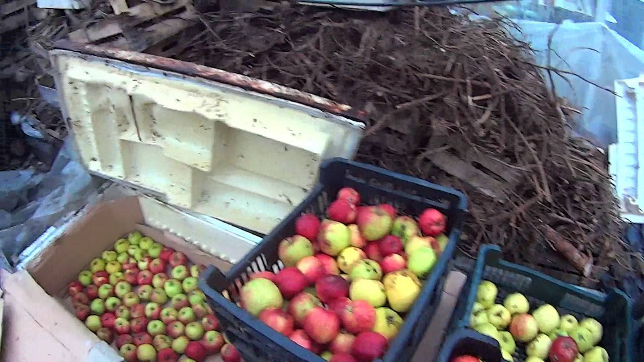 Как сохранить яблоки на зиму — методы опытных садоводов