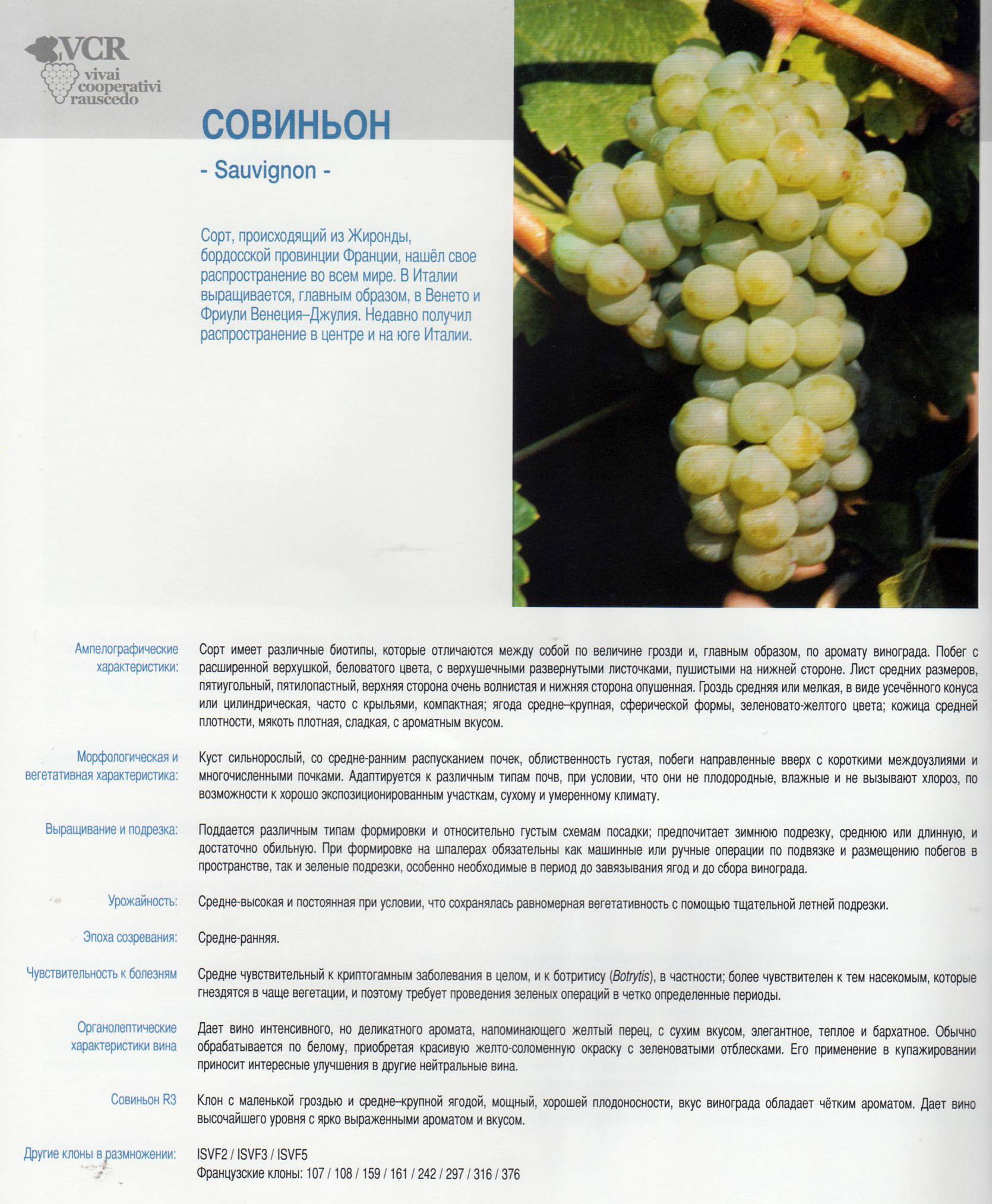 Сорт винограда каберне совиньон: описание, уход, выращивание и отзывы