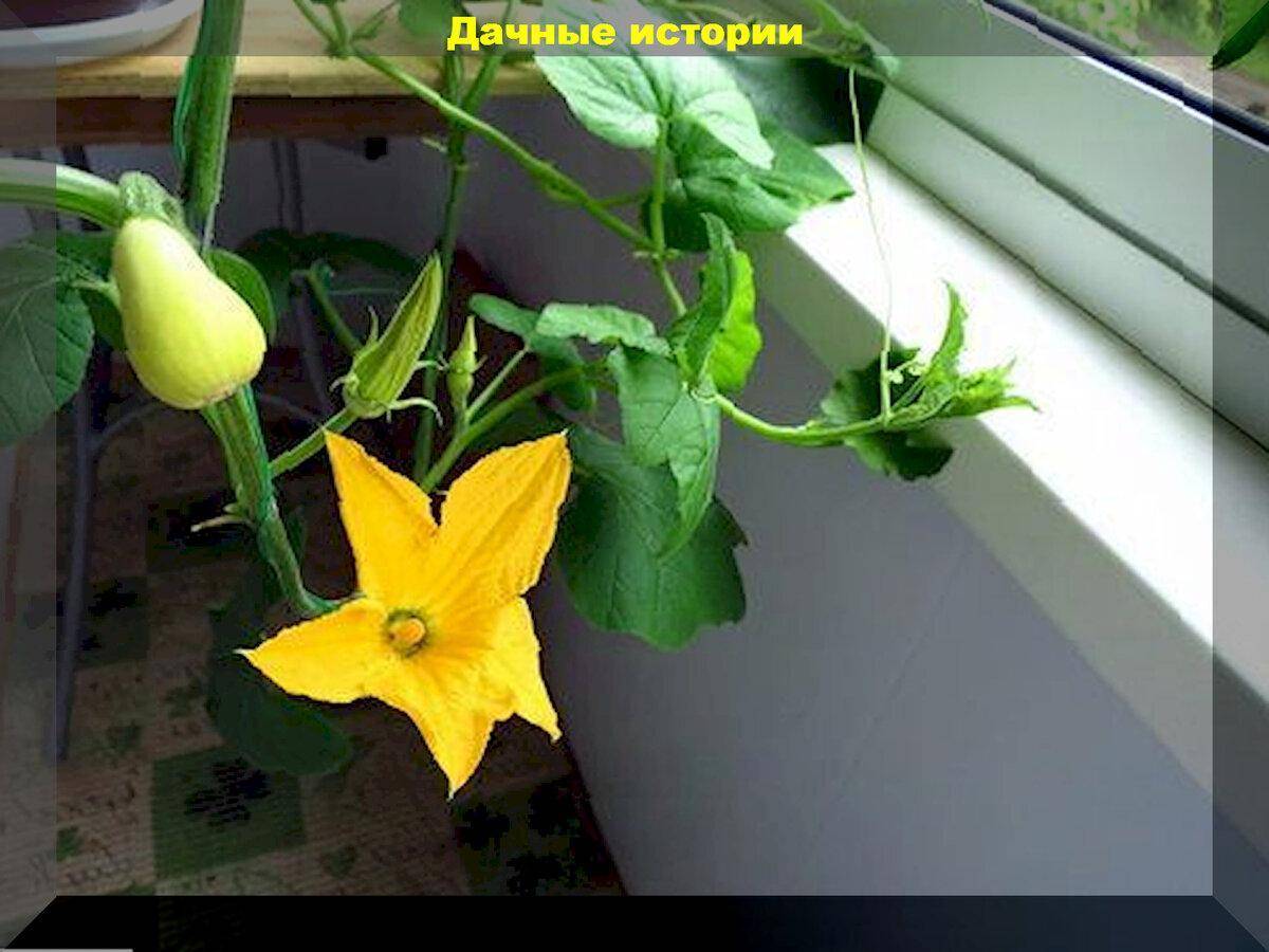 Как вырастить тыкву на балконе - агро журнал "ru поле"