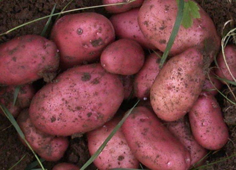 Картофель сорта «рокко» завоевал мировую популярность!