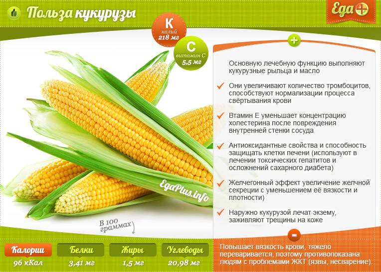 Полезные и вредные свойства кукурузы для здоровья человека
