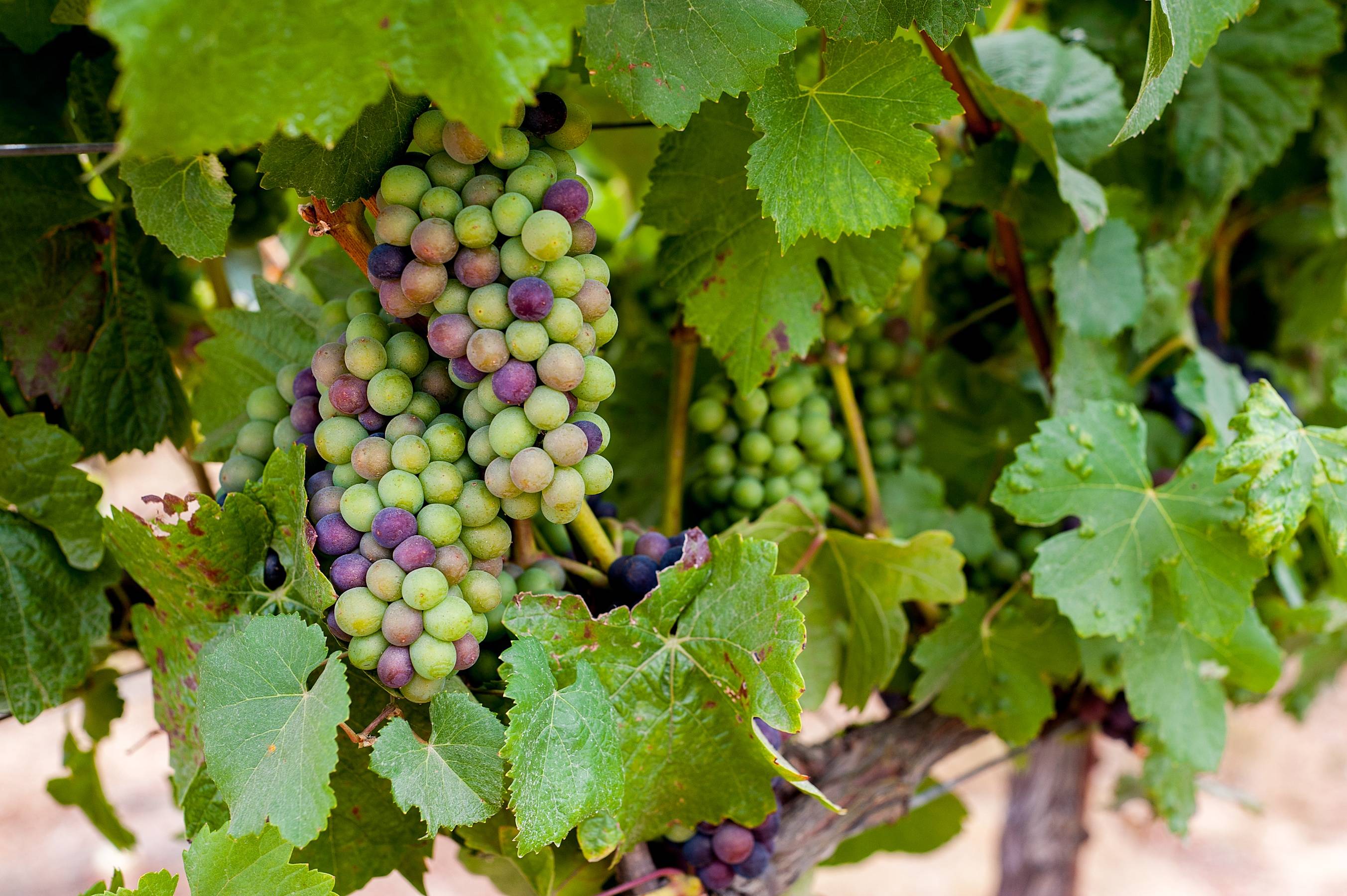 Сорт винограда пино нуар – сайт о винограде и вине