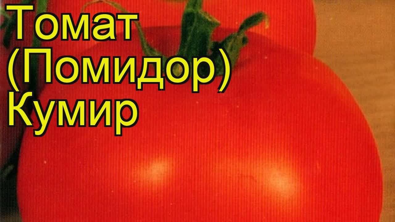 Томат "кумир": описание сорта, особенности выращивания помидоров, борьба с вредителями русский фермер