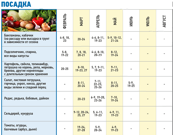 Можно после салата посадить кабачки