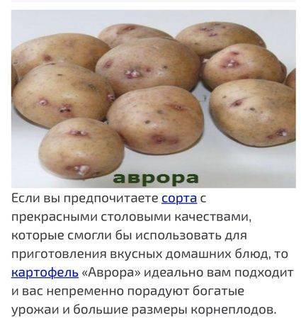 Картофель молли: описание сорта, фото, отзывы