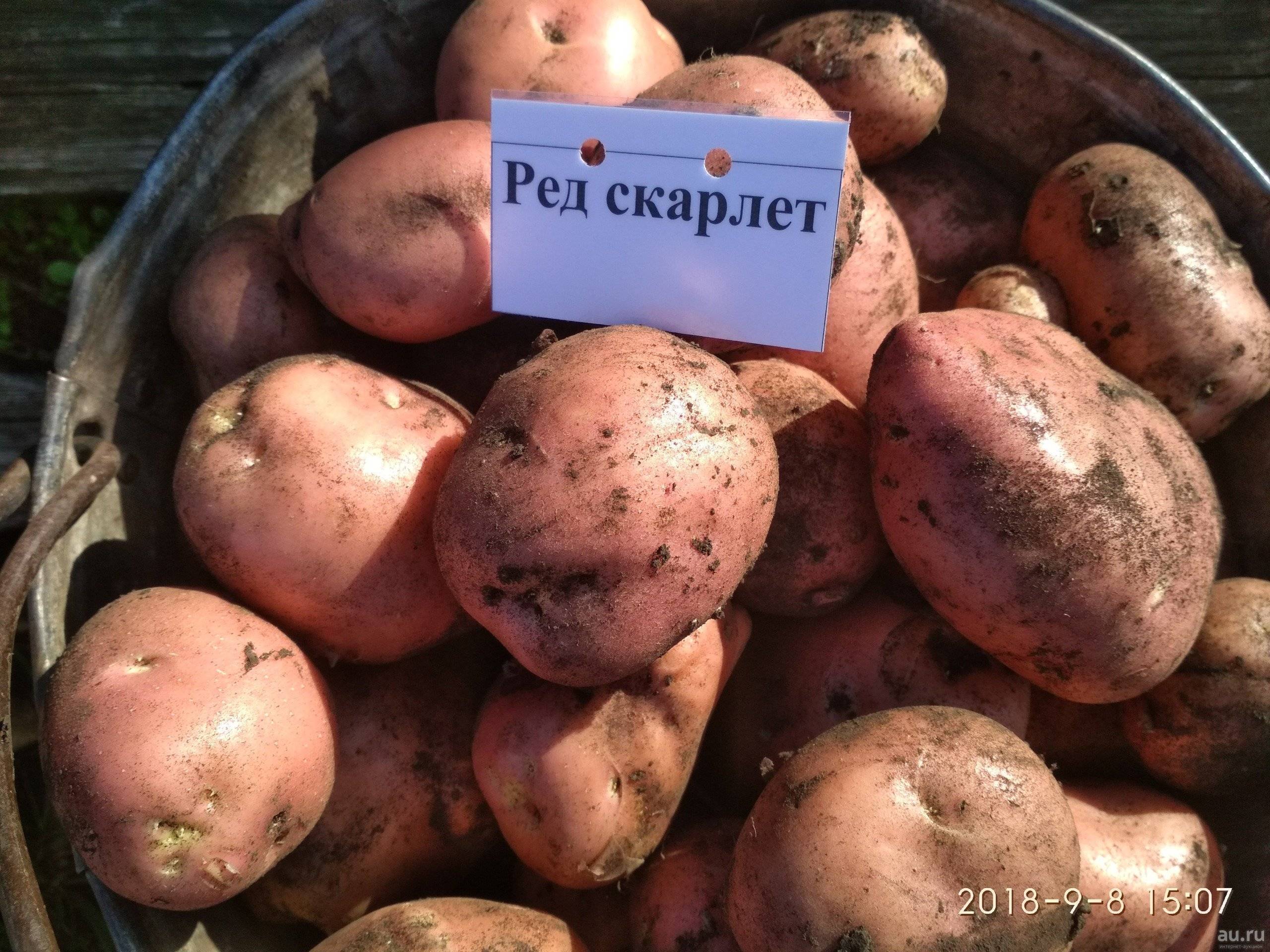 Сорт картофеля розара – характеристика и описание, отзывы огородников