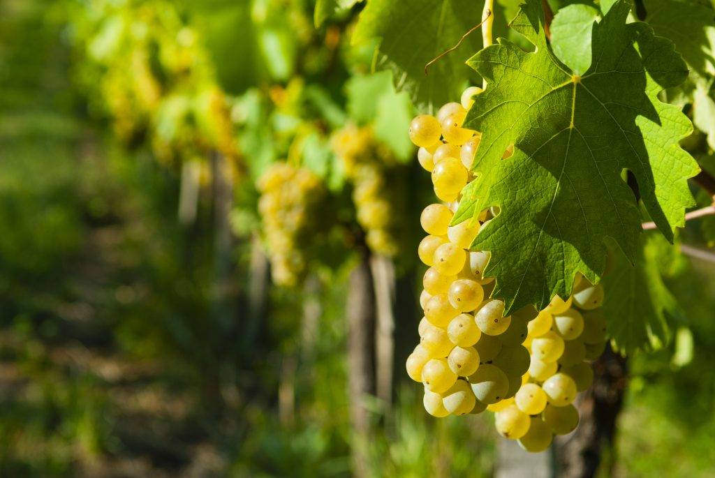 Виноград "галбена ноу": описание сорта, фото, видео