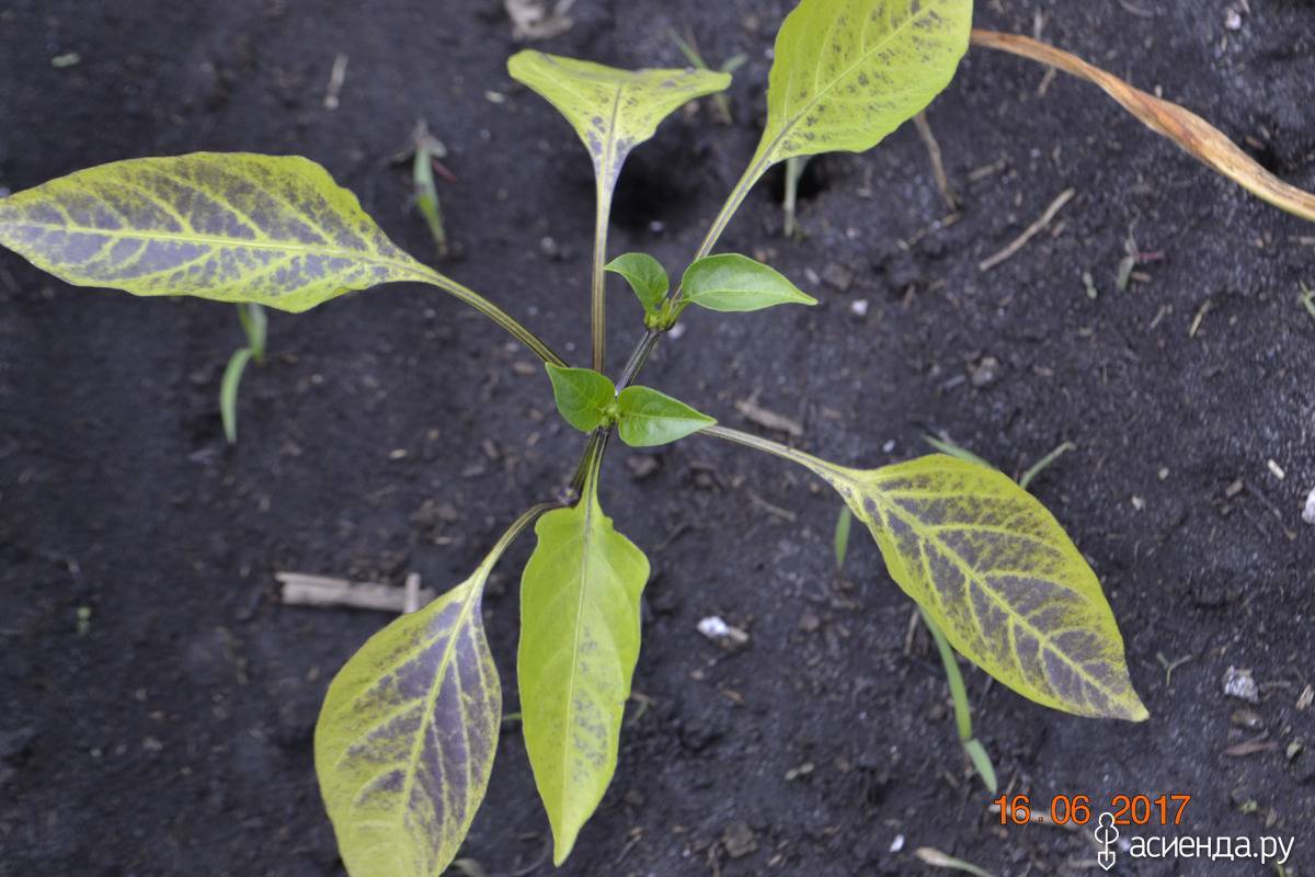 Пятна на листьях рассады перца: причины заболевания, симптомы, способы лечения