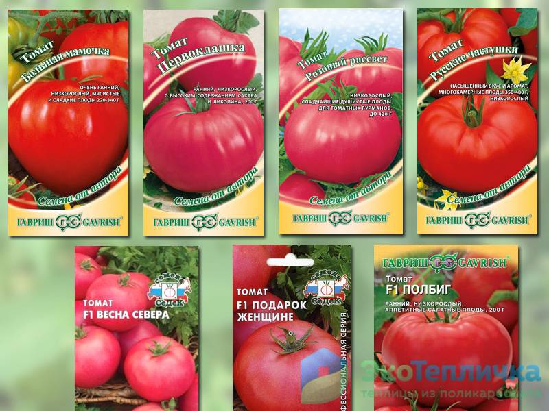 Разработка отечественных селекционеров для российского климата — томат «валентина»