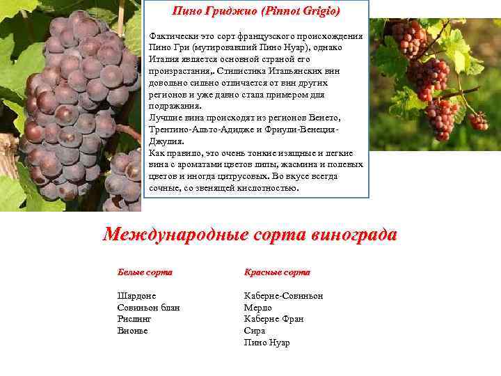 Виноград саперави ?: характеристики, описание сорта, фото | qlumba.com