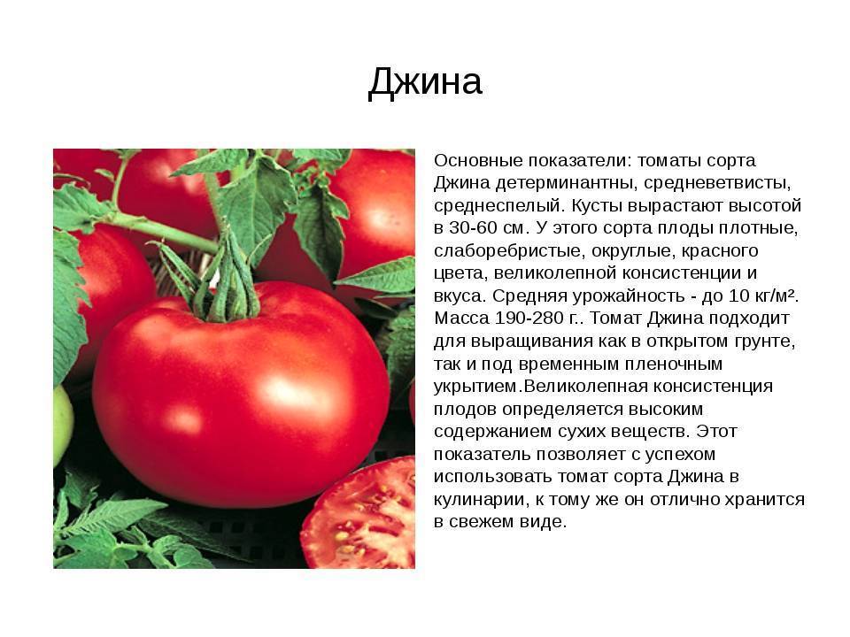 Детерминантный сорт томатов - что это такое, описание, чем отличается от других помидор - почва.нет