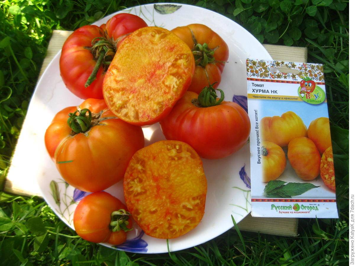 Помидоры хурма: описание сорта, характеристика плодов, рекомендации по выращиванию