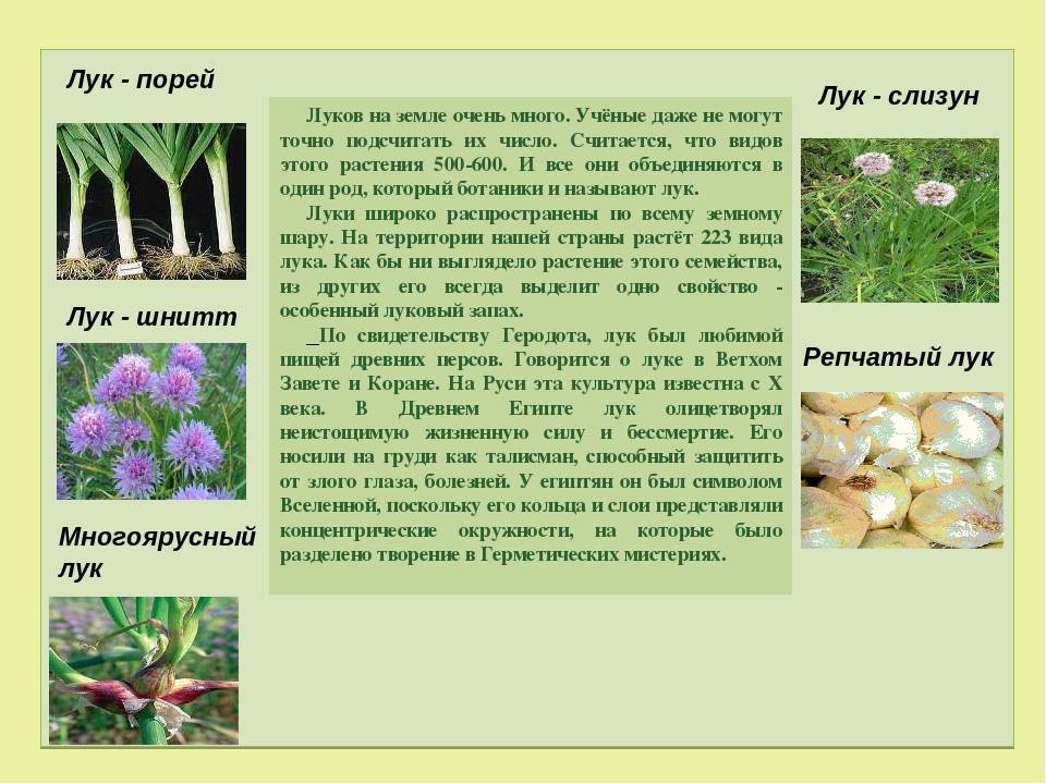 50 видов и сортов многолетнего лука с описанием, выращивание и уход